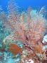 AmbergrisCaye05 - 124